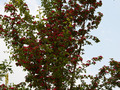 Crataegus laevigata Paul's Scarlet IMG_0813 Głóg dwuszyjkowy